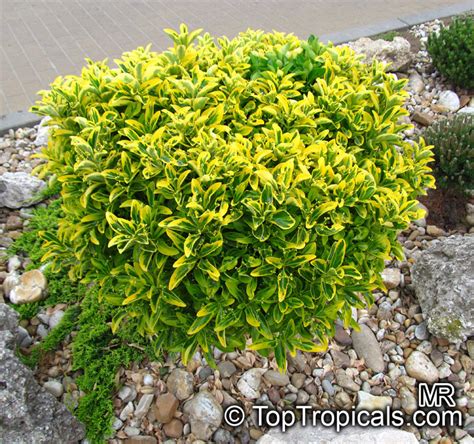 Dvojramenný vrcholík bršlenu (Euonymus sp.) vo fáze dozretých plodov