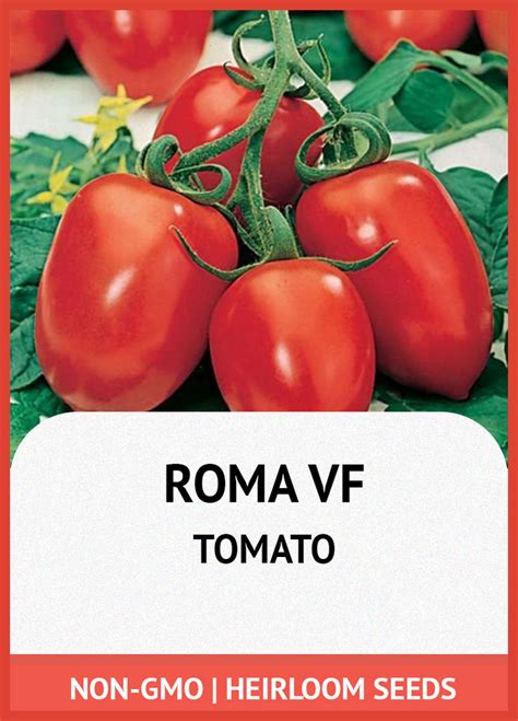 Ilustrácia paradajok Roma VF