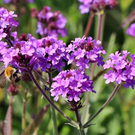 Fialové kvety Verbena rigida