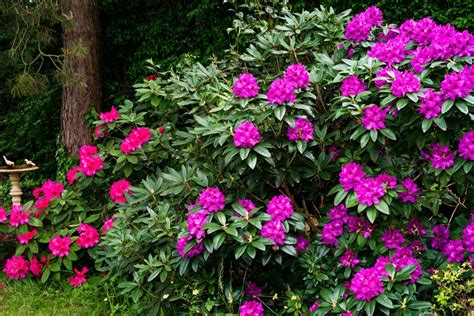 Správna hĺbka výsadby rododendronu