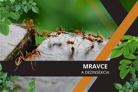 Mravce hľadajúce potravu v kuchyni