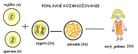 Pohlavné rozmnožovanie - splynutie gamét