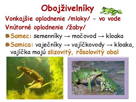 Vonkajšie a vnútorné oplodnenie