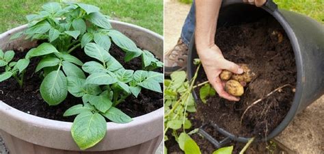 Zemiaky v kvetináči na balkóne