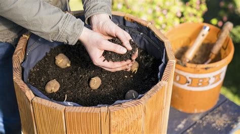 Nákres zemiakovej veže