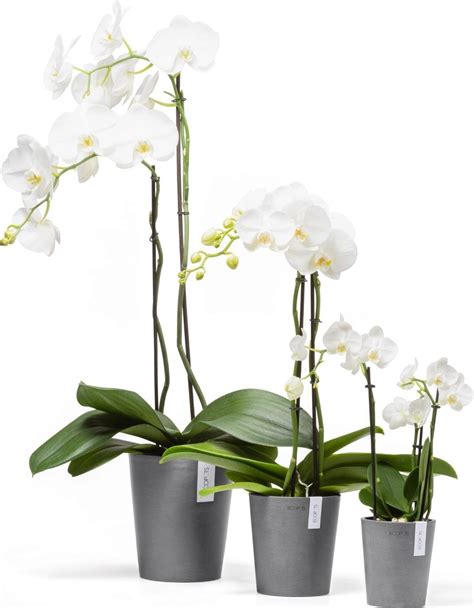 Vizuálna reprezentácia vlastností 16 cm plastového kvetináča na orchidey
