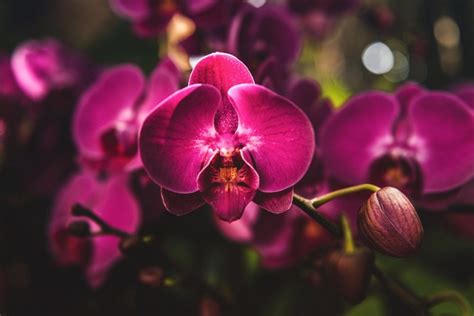 Symbolika farieb orchideí