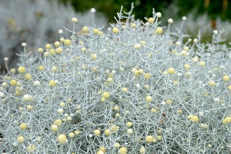 Calocephalus brownii v lete