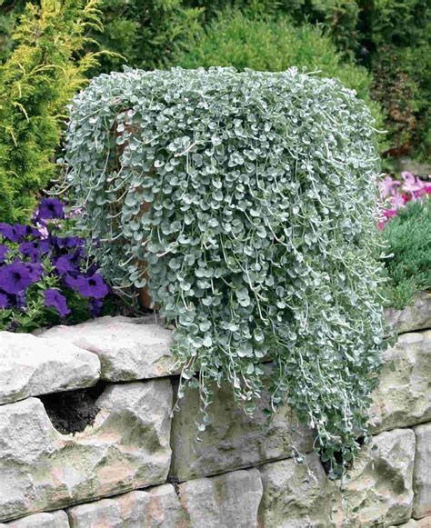 Dichondra argentea ‘Silver Falls’ v kvetináči