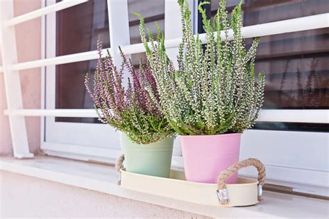 Budleja pestovaná v kvetináči na balkóne