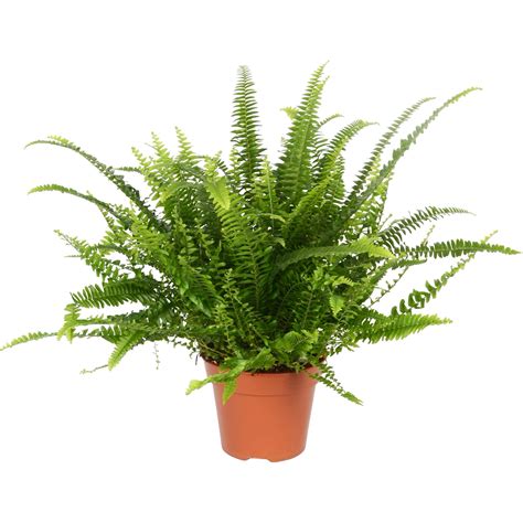 Nefrolepka vznešená - Nephrolepis exaltata