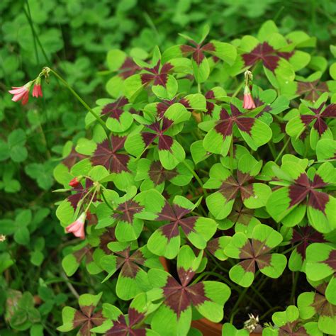 Oxalis tetraphylla s charakteristickými listami